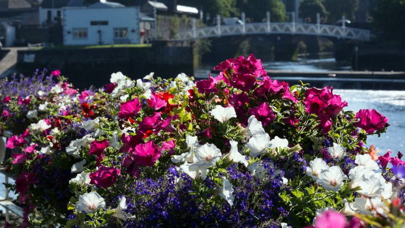 Limerick in Bloom