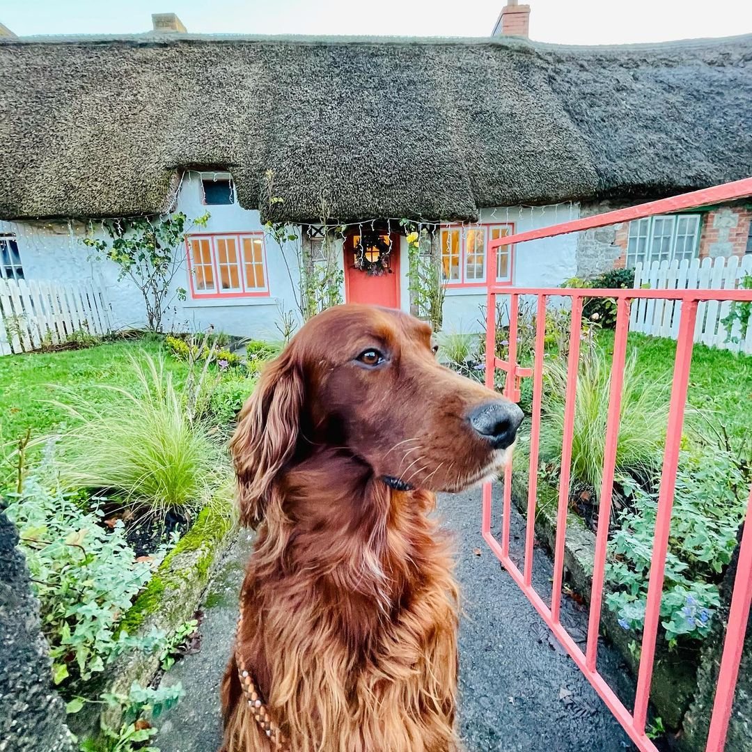 Adare Village @dukeirishredsetter on Instagram